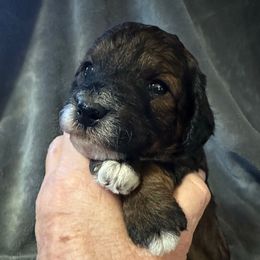Hermione - Phantom female Goldendoodle puppy in Kearneysville, West Virginia from Daydreamer
