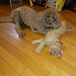 Goldendoodle Puppies from Luna Goldendoodles
