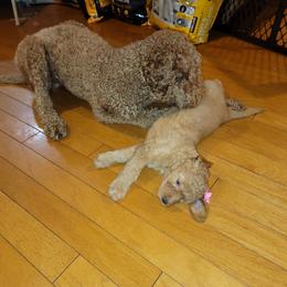 Goldendoodle Puppies from Luna Goldendoodles