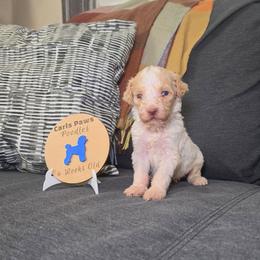 Freedom - Parti male Poodle puppy in Plainfield, New Jersey from Caris Paws Poodles and Labradoodles