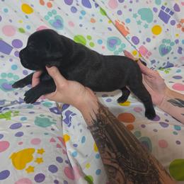 Female 1 - Black female Cane Corso puppy in Mason City, Illinois from Red Wood Cane Corso