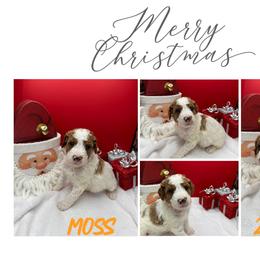 Moss - Parti male Goldendoodle puppy in Wayland, New York from Loris Pampered Pooches💕