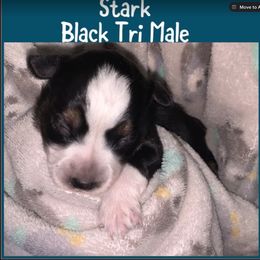 Miniature Australian Shepherd Puppies from Cockburn’s Toy and Mini Australian Shepherds