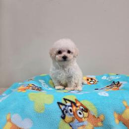 Volt (AKC) - White male Poodle puppy in Rainbow City, Alabama from Spinks Poodles