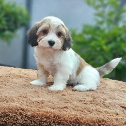 Cavachon, Cavalier King Charles Spaniel, Cavapoo, and Havanese Puppies from Peaks Pups & Cavachon Love Chocolate Cavaliers, Cavaliers, Cavachon’s, Cavapoos & Havanese