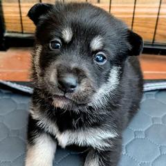 Gray Boy - Onni - Black and tan male Lapponian Herder puppy in Prattsburgh, New York from Maalattu Koirankoppi Lapponian Herders