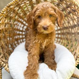 Flower - Caramel male Australian Labradoodle puppy in Palmdale, California from Pixie Doodle Paws