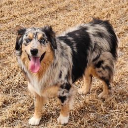 Aspen - Australian Shepherd