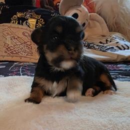 F4 - Black and tan female Havanese puppy in Deer Park, Washington from Mt. Top Havanese