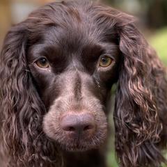 Boykin Spaniels and English Springer Spaniels from Eagle Trail Kennels