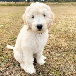 Goldendoodle Puppies from Whidbey Goldendoodles