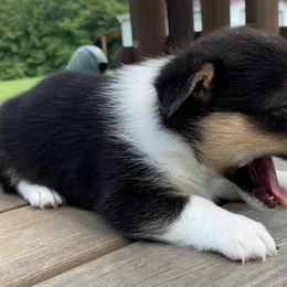 Pembroke Welsh Corgis from King’s Corgis