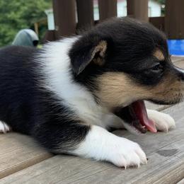 Pembroke Welsh Corgis from King’s Corgis