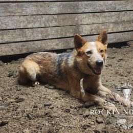 Rusty - Australian Cattle Dog