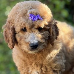 Marigold - Apricot Goldendoodle puppy in Santa Barbara, California from K+C Doodles