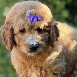 Marigold - Apricot Goldendoodle puppy in Santa Barbara, California from K+C Doodles