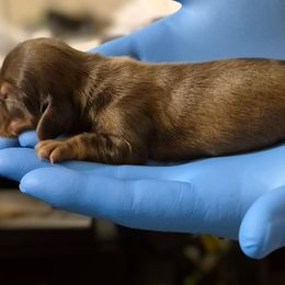 Angie AKC Chocolate - Chocolate and tan female Dachshund puppy in Los Angeles, California from Sterling Dachshunds