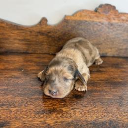 Emma - Dapple female Dachshund puppy in Squires, Missouri from Hudson’s Hounds