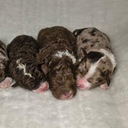 Aussiedoodle puppies from SBA Aussies