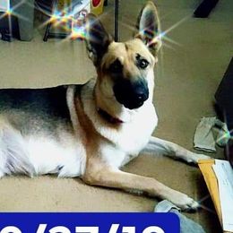Akeeda - German Shepherd