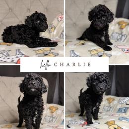 Charlie - Black and white male Aussiedoodle puppy in North Olmsted, Ohio from Iron Doodles
