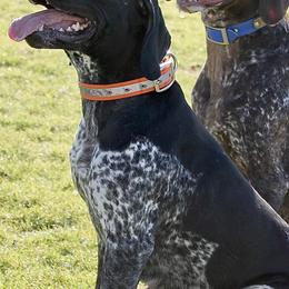 German Shorthaired Pointers from Hunter Station Canines