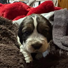Lulu - Black white and tan female English Springer Spaniel puppy in Coeur D'alene, Idaho from Springer Hollow