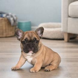Storm - Fawn brindle and white male French Bulldog puppy in Lancaster, Ohio from FarmHouse Frenchies