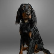 Reed - Gordon Setter