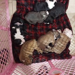 Bulldog Puppies from Laurie Juneau's Bulldogs