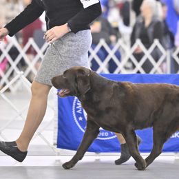 Dutch - Labrador Retriever
