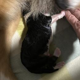 Black tri - Black tri-color male Australian Shepherd puppy in Muncie, Indiana from Gemfire Australian Shepherds