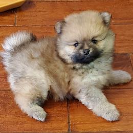 Pomeranian Puppies from Donna's Pomeranians