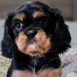 Cavalier King Charles Spaniels from Sweet Magnolia’s Cavalier King Charles Spaniels