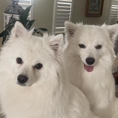American Eskimo Dogs from Sno Marvel American Eskimos