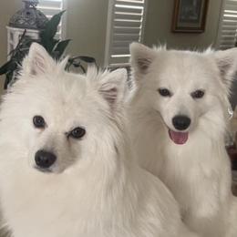 American Eskimo Dogs from Sno Marvel American Eskimos