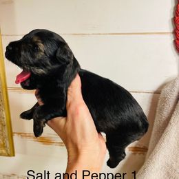 Salt and pepper 1 - Salt and pepper male Miniature Schnauzer puppy in Malvern, Arkansas from Deep South Miniature Schnauzers