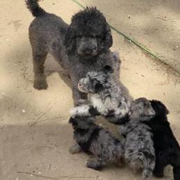 American Bully, Bernedoodle, Poodle, Sheepadoodle, and Whoodle Puppies from Wonderland’s Boujie Kennels
