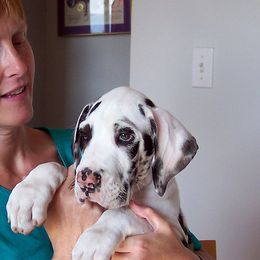 Great Danes from Boulder View Danes