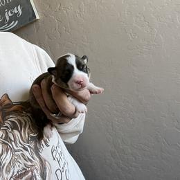 Boy 1 - Black and tan male Pembroke Welsh Corgi puppy in Chino Valley, Arizona from Blecker Kennel