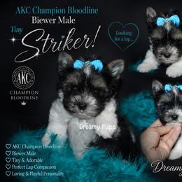 AKC Striker - Black tan and white male Biewer Terrier puppy in Kennesaw, Georgia from Dreamy Pups