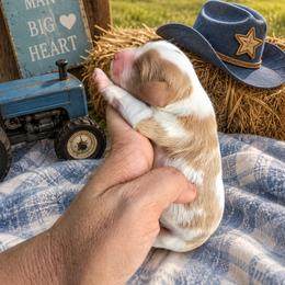 Cowboy - Blenheim male Cavalier King Charles Spaniel puppy in Turkey, North Carolina from Country Side Acres