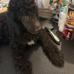 All Drama (Al) - Black male Poodle puppy in Groveland, Florida from Feathers and Hooves Buckley Farms