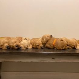 Goldendoodle Puppies from Knox Family Goldens & Doodles