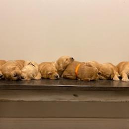 Goldendoodle Puppies from Knox Family Goldens & Doodles