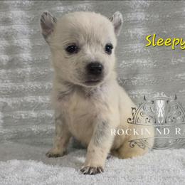 Sleepy - Blue male Australian Cattle Dog puppy in Silsbee, Texas from Rockin ND Ranch