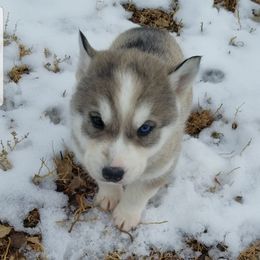 Siberian Husky Puppies from Siningerlagoon