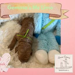 Girl 1 - female Poodle puppy in Ocean Springs, Mississippi from Forever Summer Standard Poodles