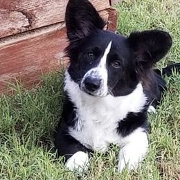 Cardigan Welsh Corgis from Sheri WinstanleyMarshall