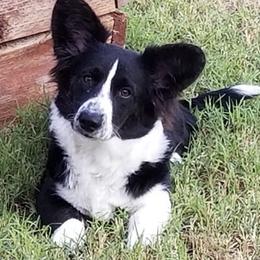 Cardigan Welsh Corgis from Sheri WinstanleyMarshall